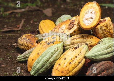Viele Kakao-Hülsen liegen auf dem Boden aus nächster Nähe Stockfoto