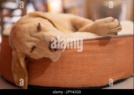 Schlafender labrador-Hund auf verschwommenem Haus-Hintergrund Stockfoto