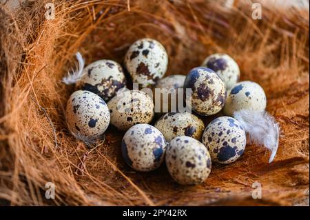 Wachteleier auf Vogelnest, frische Wachteleier und Federn auf Holztisch, rohe Eier Stockfoto