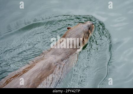 Flussotter, der in einem Hafen schwimmt Stockfoto
