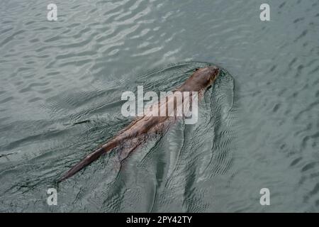 Flussotter, der in einem Hafen schwimmt Stockfoto