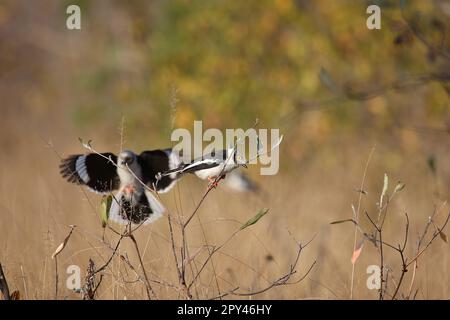 Weißschopf-Brillenwürger / Weißkammhelm / Prionops plumatus Stockfoto