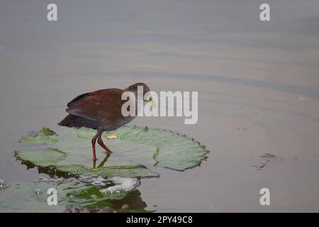 Negerralle / Schwarzer Krake / Amaurornis flavirostra Stockfoto