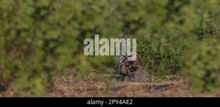 Tom turkey stolziert an einem Aprilmorgen in Nord-Wisconsin. Stockfoto