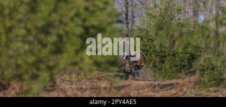 Tom turkey stolziert an einem Aprilmorgen in Nord-Wisconsin. Stockfoto