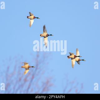 Drake-Stockenten fliegen im Norden von Wisconsin. Stockfoto