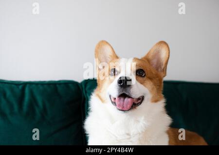 Porträt eines herrlichen reinrassigen walisischen Pembroke Corgi-Hundes auf der grünen Couch Stockfoto