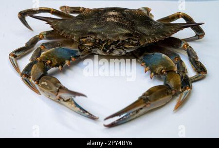 Stralsund, Deutschland. 26. April 2023. Blick auf eine Blaukrabbe auf einem Tisch in der Sammlung des Deutschen Ozeanographischen Museums. Die Krabbe wurde im April 2023 am Strand des Ostseeraums Ahlbeck gefunden. Ganz anders als einheimische Krabben sah der Fund eines Walkers auf Usedom aus. Laut einem Experten war es die erste Aufzeichnung der Arten in der südlichen Ostsee. Sie nennt es einen "sensationellen Fund". Kredit: Stefan Sauer/dpa/Alamy Live News Stockfoto