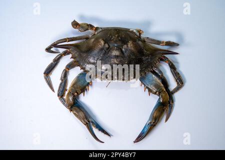 Stralsund, Deutschland. 26. April 2023. Blick auf eine Blaukrabbe auf einem Tisch in der Sammlung des Deutschen Ozeanographischen Museums. Die Krabbe wurde im April 2023 am Strand des Ostseeraums Ahlbeck gefunden. Ganz anders als einheimische Krabben sah der Fund eines Walkers auf Usedom aus. Laut einem Experten war es die erste Aufzeichnung der Arten in der südlichen Ostsee. Sie nennt es einen "sensationellen Fund". Kredit: Stefan Sauer/dpa/Alamy Live News Stockfoto