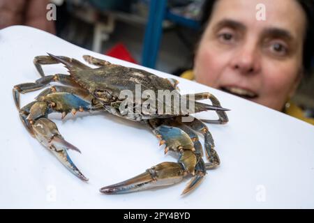 Stralsund, Deutschland. 26. April 2023. Ines Martin, Biologe und Kurator für Krabben im Deutschen Ozeanographischen Museum, zeigt eine blaue Krabbe. Die Krabbe wurde im April 2023 am Strand des Ostseeraums Ahlbeck gefunden. Ganz anders als einheimische Krabben sah der Fund eines Walkers auf Usedom aus. Laut einem Experten war es die erste Aufzeichnung der Arten in der südlichen Ostsee. Sie nennt es einen "sensationellen Fund". Kredit: Stefan Sauer/dpa/Alamy Live News Stockfoto