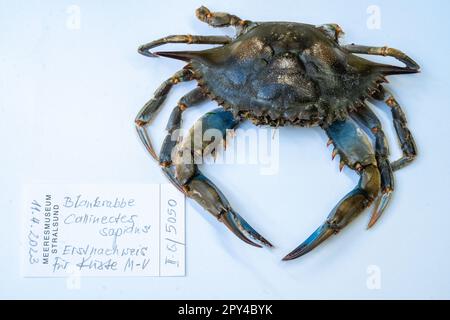 Stralsund, Deutschland. 26. April 2023. Blick auf eine Blaukrabbe auf einem Tisch in der Sammlung des Deutschen Ozeanographischen Museums. Die Krabbe wurde im April 2023 am Strand des Ostseeraums Ahlbeck gefunden. Ganz anders als einheimische Krabben war die Entdeckung eines Walkers auf Usedom. Laut einem Experten war es die erste Aufzeichnung der Arten in der südlichen Ostsee. Sie nennt es einen "sensationellen Fund". Kredit: Stefan Sauer/dpa/Alamy Live News Stockfoto