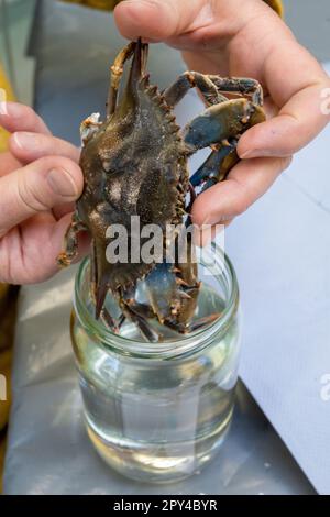 Stralsund, Deutschland. 26. April 2023. Blick auf eine Blaukrabbe in der Sammlung des Deutschen Ozeanographischen Museums. Die Krabbe wurde im April 2023 am Strand des Ostseeraums Ahlbeck gefunden. Ganz anders als einheimische Krabben war die Entdeckung eines Walkers auf Usedom. Laut einem Experten war es die erste Aufzeichnung der Arten in der südlichen Ostsee. Sie nennt es einen "sensationellen Fund". Kredit: Stefan Sauer/dpa/Alamy Live News Stockfoto