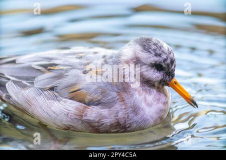 Eine einsame Rettung, die in einem Pool im Monterey CA schwebt. Aquarium Stockfoto