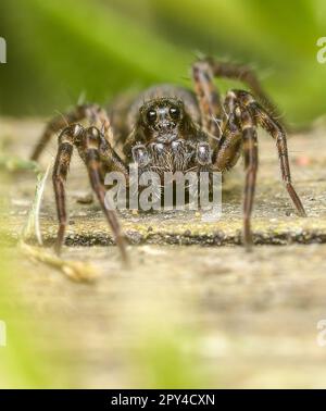 Wolfspinne Stockfoto