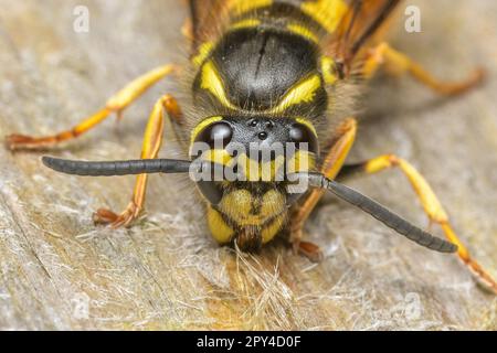 Arbeiter Wasp Stockfoto