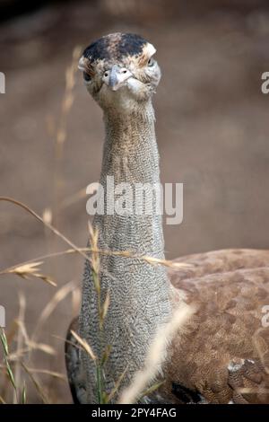 Die Australian Bustard ist einer der größten Vögel Australiens. Es handelt sich um einen hauptsächlich grau-braunen Vogel, gesprenkelt mit dunklen Markierungen, mit einem blassen Hals und schwarzem cr Stockfoto