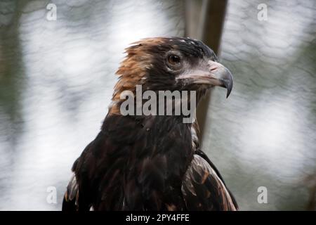 Der schwarze Bussard ist ziemlich groß mit breiten, abgerundeten Flügeln und einem kurzen Hals und Schwanz. Die Bussarde sind von dunkelbraun bis dunkelbraun unterschiedlich gefärbt Stockfoto