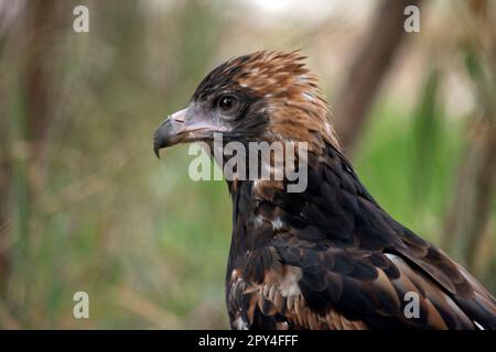 Der schwarze Bussard ist ziemlich groß mit breiten, abgerundeten Flügeln und einem kurzen Hals und Schwanz. Die Bussarde sind von dunkelbraun bis dunkelbraun unterschiedlich gefärbt Stockfoto