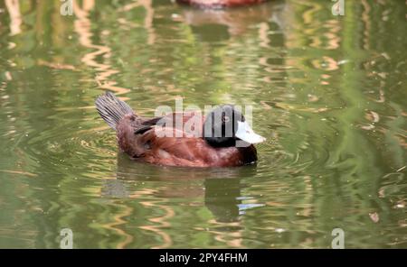 Die männliche Blauschnabel-Ente hat einen schwarzen Kopf, einen dunkelbraunen Körper und einen braunen Schirm. Während der Paarungszeit wird die Rechnung des Mannes hellblau werden und nachgeben Stockfoto