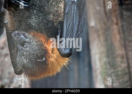 Die Fledermaus hat ein wolliges goldenes Fell auf Kopf, Hals, Schultern und manchmal auch auf dem Rücken. Ihre Flügel sind schwarz und nicht gefärbt. Flugfüchse oder Stockfoto