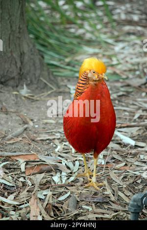 Der männliche Goldfasan hat eine sehr helle Farbe mit einer gelben Krone und einem unteren Rücken, dunklen Flügeln und einem oberen Hals, roten Unterteilen und einem langen feinen barr Stockfoto