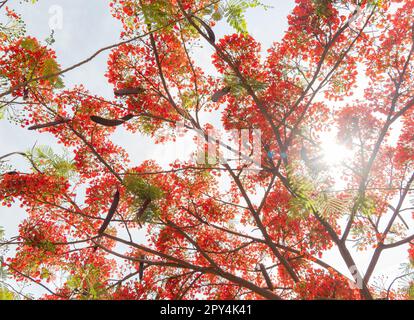 Sonniger Blick auf die Flammenblüte in Mexiko Stockfoto