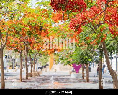 Sonniger Blick auf die Flammenblüte in Mexiko Stockfoto