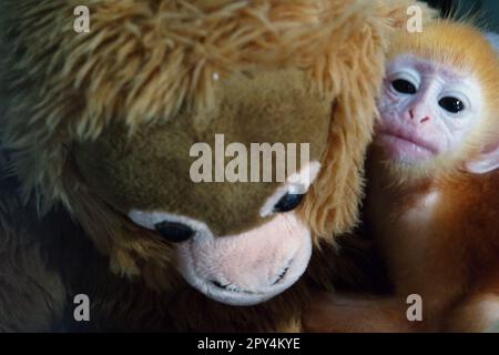 Ein Säugling von Lutung (East Javan langur, Trachypithecus auratus) wird fotografiert, da er eine Primaten-Puppe in der Hand hält, die nahe an ihm platziert wird, um seinen Stresslevel während einer Behandlung in einer tierärztlichen Einrichtung zu reduzieren, die vom Bali Zoo in Gianyar, Bali, Indonesien, geleitet wird. Stockfoto