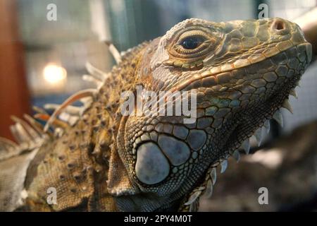 Ein Leguan (wahrscheinlich ein männlicher, grüner Leguan, Iguana-Leguan) in einer Veterinäreinrichtung, die vom Zoo von Bali in Singapadu, Sukawati, Gianyar, Bali, Indonesien geleitet wird. Stockfoto