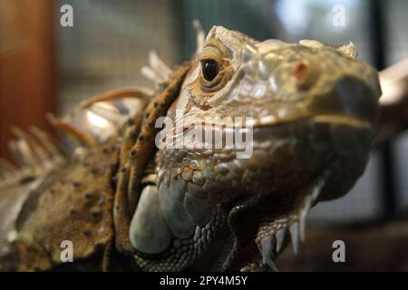 Ein Leguan (wahrscheinlich ein männlicher, grüner Leguan, Iguana-Leguan) in einer Veterinäreinrichtung, die vom Zoo von Bali in Singapadu, Sukawati, Gianyar, Bali, Indonesien geleitet wird. Stockfoto