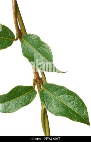 Nahaufnahme der blätter der petrea volubilis Pflanze, gemeinhin bekannt als violetter Kranz, Königskranz, Sandpapierrebe oder Nilmani, Laub der Kletterpflanze Stockfoto