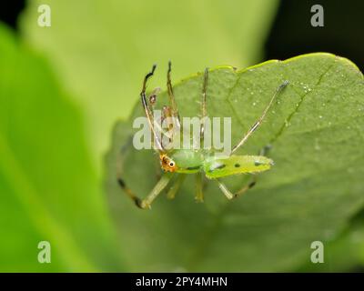 Männliche Magnolia-Grüne Springspinne (Lyssomanes viridis) aus der Familie der Salticidae auf einem Blatt. Die Spezies ist in den USA heimisch, aber vor allem im Süden. Stockfoto