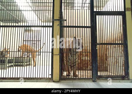 Sumatra-Tiger (links) und ein bengalischer Tiger (rechts) in der vom Zoo von Bali in Singapadu, Sukawati, Gianyar, Bali, Indonesien verwalteten Veterinäreinrichtung. Stockfoto