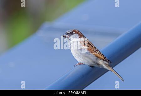Der eurasische Baumspatz - Passer montanus. Ich Suche nach Essen Stockfoto