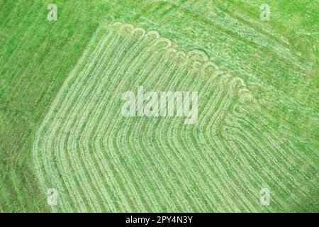 Frisch geschnittener grüner Rasen mit sichtbaren Richtungslinien. Natürlicher Grashintergrund. Draufsicht. Stockfoto