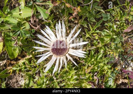 Carlina acaulis wächst auf dem hohen Alpenberg Stockfoto