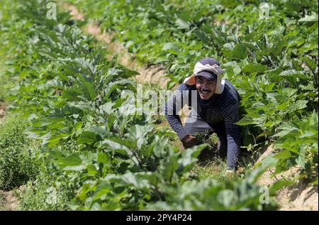 Gaza-Stadt, Palästina. 02. Mai 2023. Ein palästinensischer Landwirt arbeitet auf einem Bauernhof in Beit Lahiya im nördlichen Gazastreifen (Foto: Mahmoud Issa/SOPA Images/Sipa USA). Kredit: SIPA USA/Alamy Live News Stockfoto