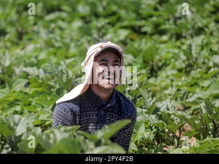 Gaza-Stadt, Palästina. 02. Mai 2023. Ein palästinensischer Bauer arbeitet auf einem Bauernhof in Beit Lahiya im nördlichen Gazastreifen. (Foto: Mahmoud Issa/SOPA Images/Sipa USA) Guthaben: SIPA USA/Alamy Live News Stockfoto