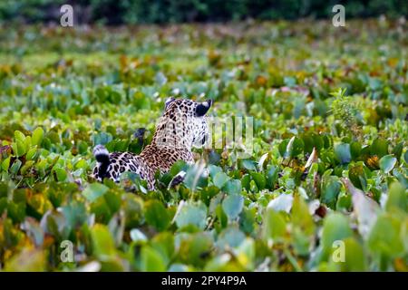 Junger Jaguar in einem Bett aus Wasserhyazinthen, Blick nach hinten, Blick auf den Flussufer, Morgenstimmung, Pantanal Wetlands, Mato Grosso, Brasilien Stockfoto