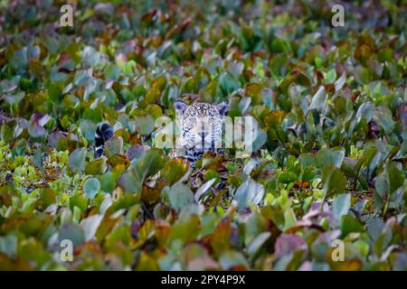 Junger Jaguar in einem Bett aus Wasserhyazinthen, Kopf und Schwanz sichtbar, Kamera, Morgenstimmung, Pantanal Feuchtgebiete, Mato Grosso, Brasilien Stockfoto