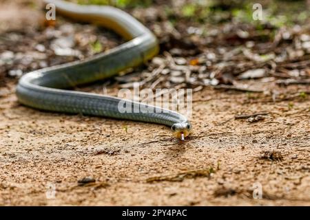 Nahaufnahme einer Gelbschwanz-Schlange (Drymarchon corais), die sich auf dem Boden windet, vor der Kamera, Pantanal Wetlands, Mato Grosso, Brasilien Stockfoto