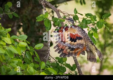 Wundervoll gemusterte Sunbittern im Flug zu einem Baum, Flügel gespreizt, Pantanal Feuchtgebiete, Mato Grosso, Brasilien Stockfoto