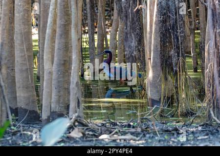 Seitenansicht eines wunderbaren Agami-Reiherons, der im flachen Wasser durch Bäume am Flussufer, Pantanal Feuchtgebiete, spaziert Stockfoto