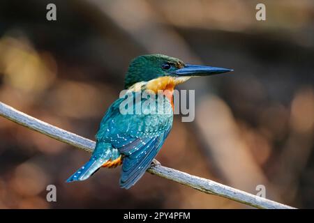 Clos- auf einem grünen und rufous Kingfisher, hoch oben auf einem Zweig vor dunklem Hintergrund, Pantanal Wetlands, Mato Grosso, Brasilien Stockfoto