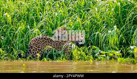 Zwei Brüder von Jaguar (Panthera onca), die auf der anderen Seite des Flusses vor grünem Hintergrund stehen: Pantanal Wetlands, Mato Grosso, Brasilien Stockfoto