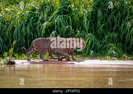 Zwei Brüder von Jaguar (Panthera onca) laufen im Sonnenlicht am Flussufer entlang vor grünem Hintergrund, Seitenansicht, Pantanal Wetlands, Mato Grosso, Braz Stockfoto