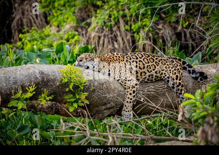 Jaguar ruht flach auf einem Baumstamm in lustiger Lage am Flussufer, Kopf auf Stamm und Beine hinunter, Pantanal Wetlands, Mato Grosso, Brasilien Stockfoto