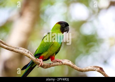 Nahaufnahme von Nanday Parakeet hoch oben auf einem Zweig vor unscharfem natürlichen Hintergrund, Pantanal Wetlands, Mato Grosso, Brasilien Stockfoto