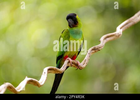 Nahaufnahme des wunderschönen Nanday Parakeet hoch oben auf einem Zweig vor unscharfem natürlichen Hintergrund, Pantanal Wetlands, Mato Grosso, Brasilien Stockfoto