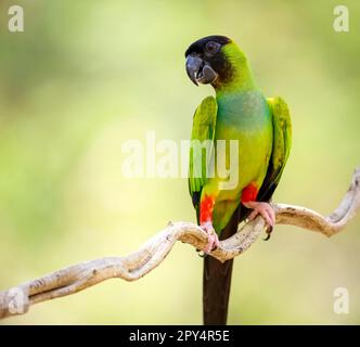 Nahaufnahme des wunderschönen Nanday Parakeet hoch oben auf einem Zweig vor unscharfem natürlichen Hintergrund, Pantanal Wetlands, Mato Grosso, Brasilien Stockfoto